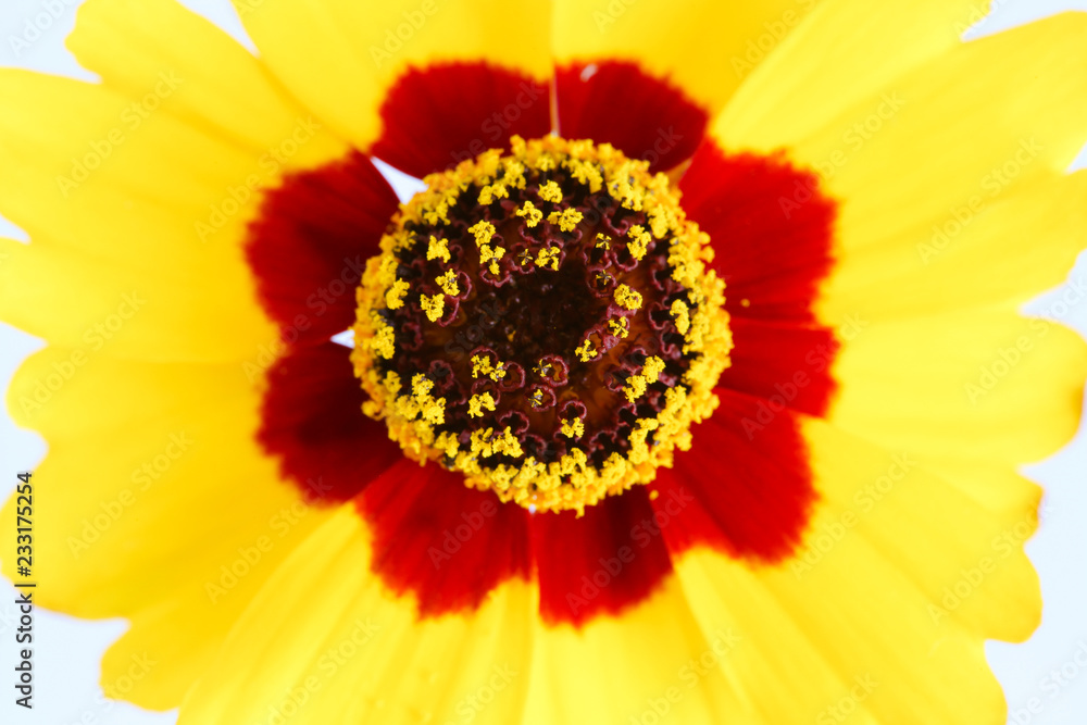 Golden tickseed or Plains coreopsis (Coreopsis tinctoria) yellow red orange wildflower  blooming during Spring and Summer extreme closeup macro photo isolated from top perspective.