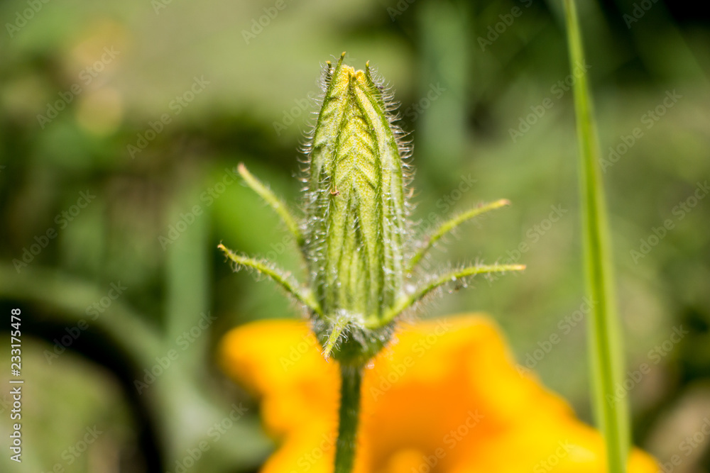 The pumpkin flower in the garden The pumpkin flower in the garden