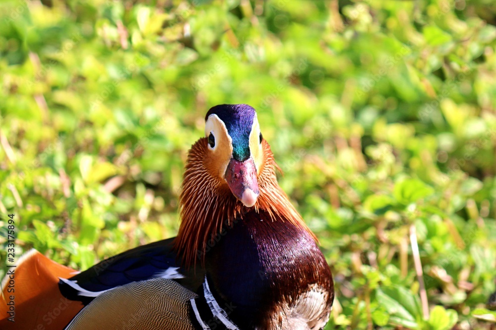 Fototapeta premium female mallard duck