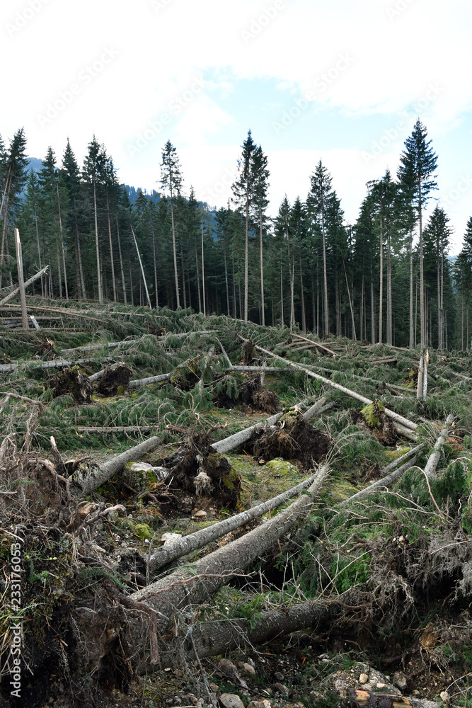 Lake Carezza, Bolzano province, South tyrol, Italy Storm effects shows fallen and uprooted trees in forest area