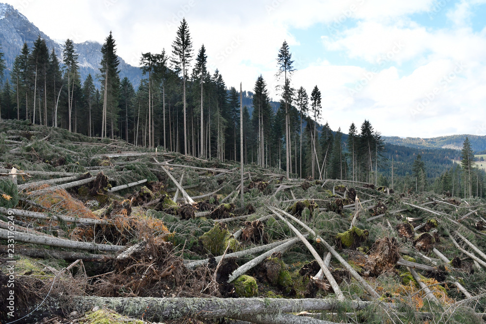 Lake Carezza, Bolzano province, South tyrol, Italy Storm effects shows fallen and uprooted trees in forest area Lake Carezza, Bolzano province, South tyrol, Italy Storm effects shows fallen and uprooted trees in forest area