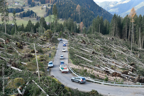 Lake Carezza, Bolzano province, South tyrol, Italy Storm effects shows fallen and uprooted trees in forest area