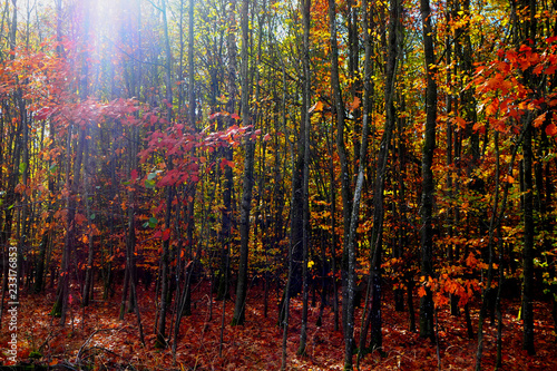 Herbstwald