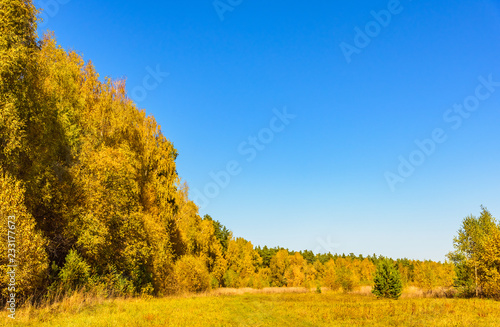 autumn trees leaves multicolored