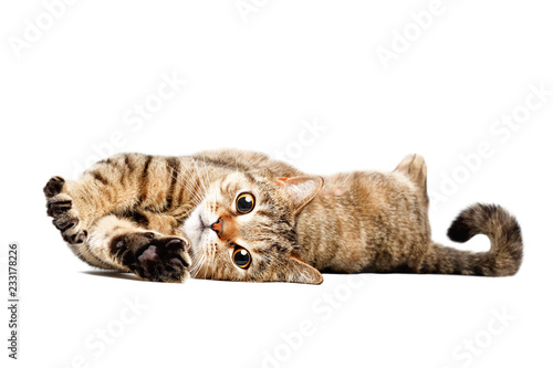 Portrait of a adorable cat Scottish Straight lying isolated on white background