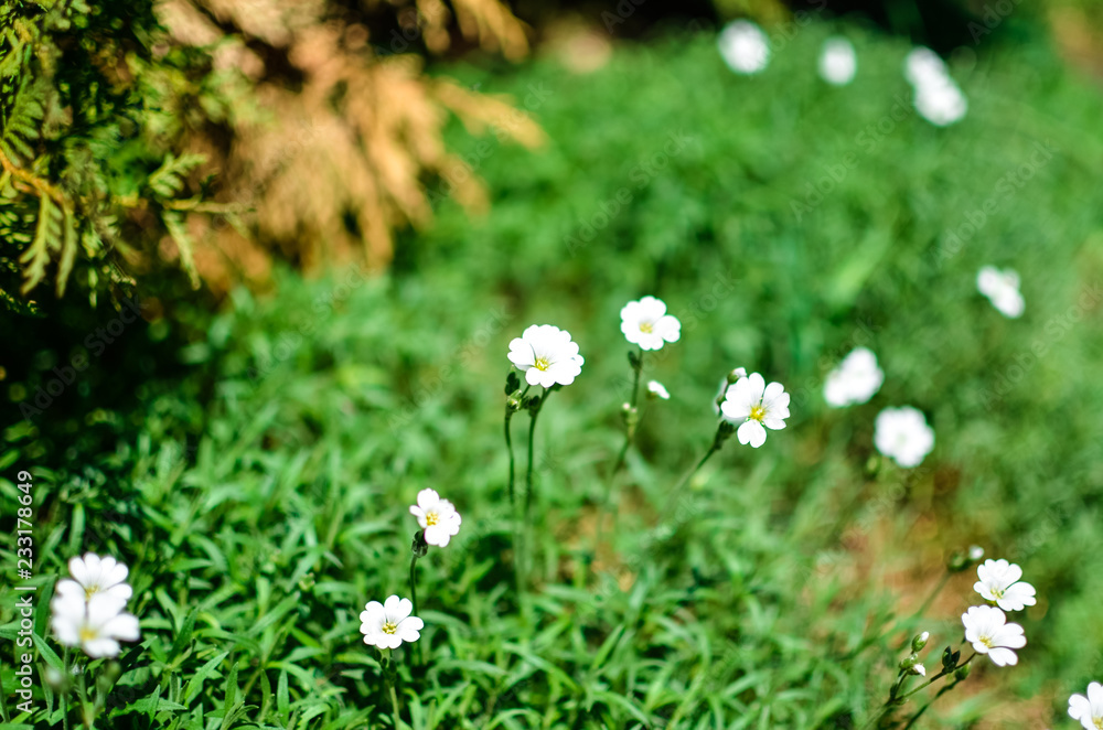 Little white Daisy or other flowers on the grass Little white Daisy or other flowers on the grass