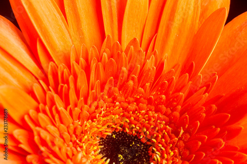 black eyed susan close up