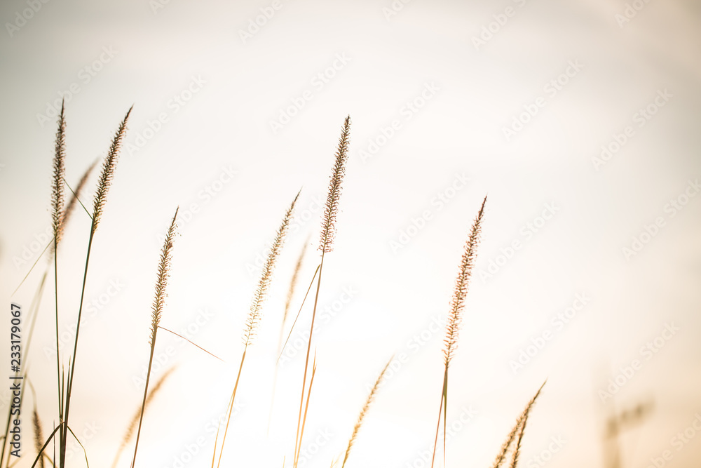 Wonderful landscape from the feather grass field in the evening sunset silhouette. serene feeling concept. countryside scenery atmosphere. image for background, wallpaper and copy space. Wonderful landscape from the feather grass field in the evening sunset silhouette. serene feeling concept. countryside scenery atmosphere. image for background, wallpaper and copy space.