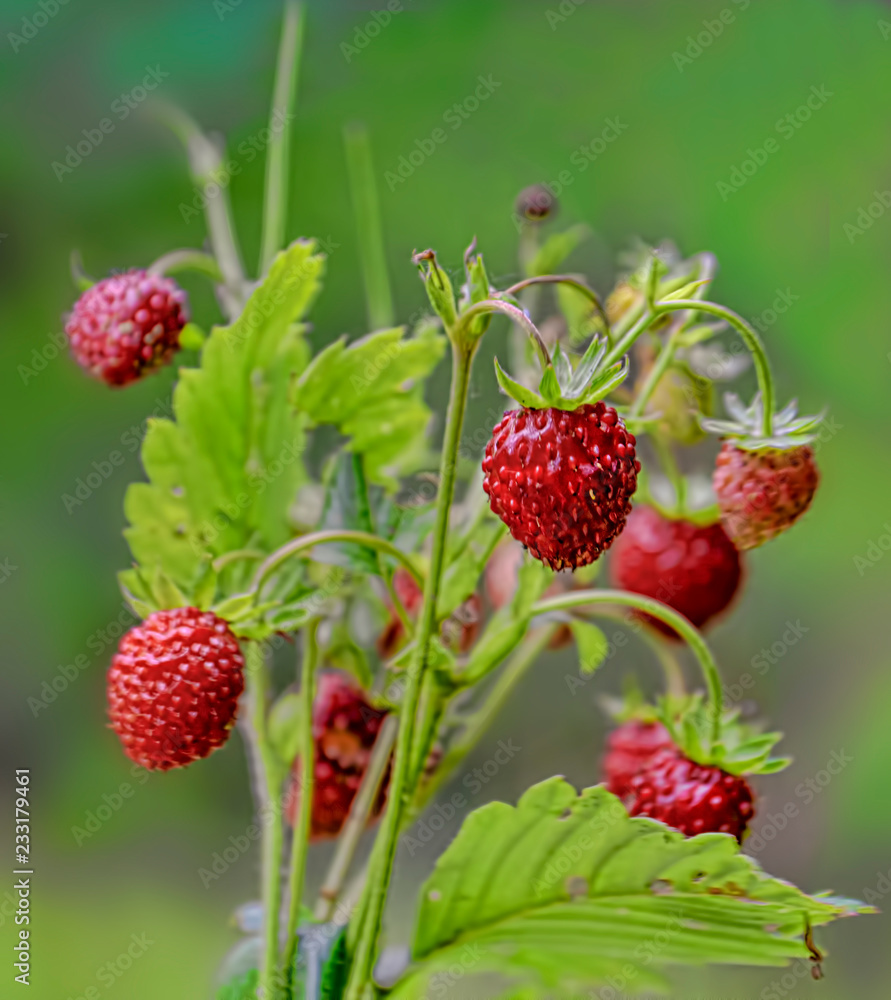 bouquet of wild strawberry bouquet of wild strawberry