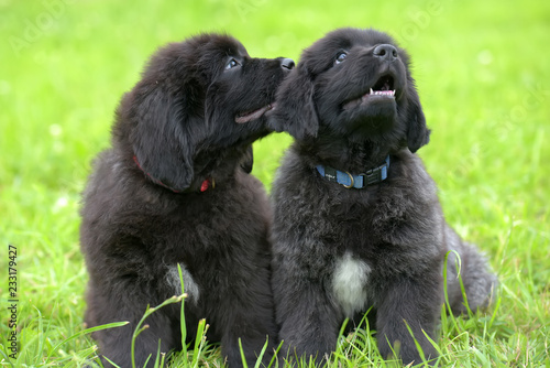 small black puppies of Newfoundland photo