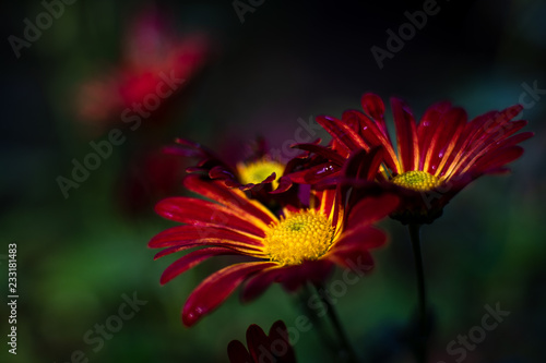 Chrysanthemen © Stephan Dinges