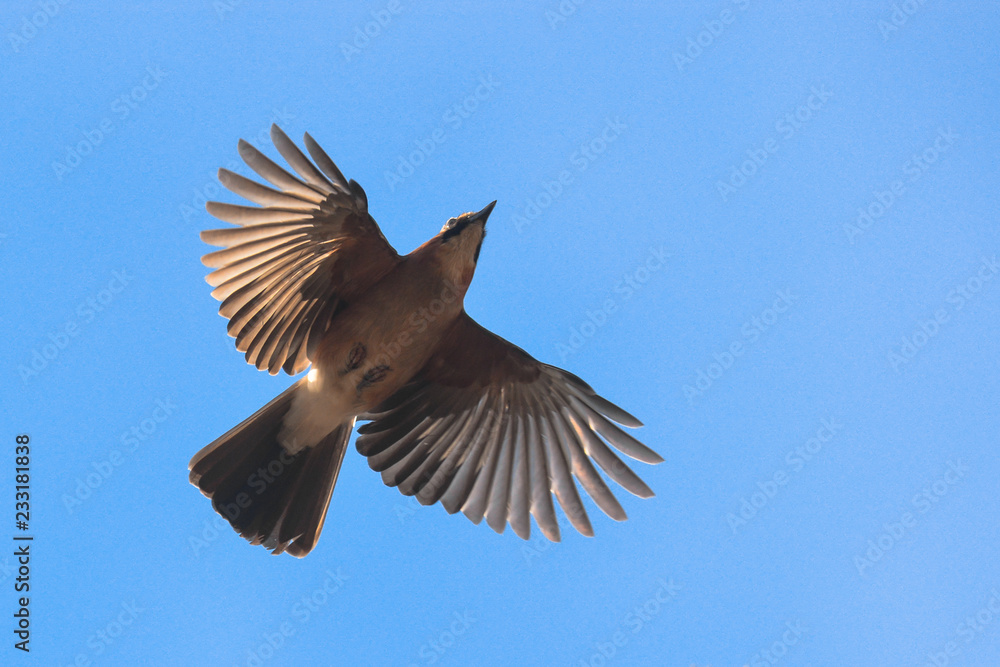 Obraz premium Ghiandaia (Garrulus glandarius) in volo silhouette su sfondo cielo blu