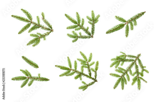 Set of Nature fresh green fir tree branches