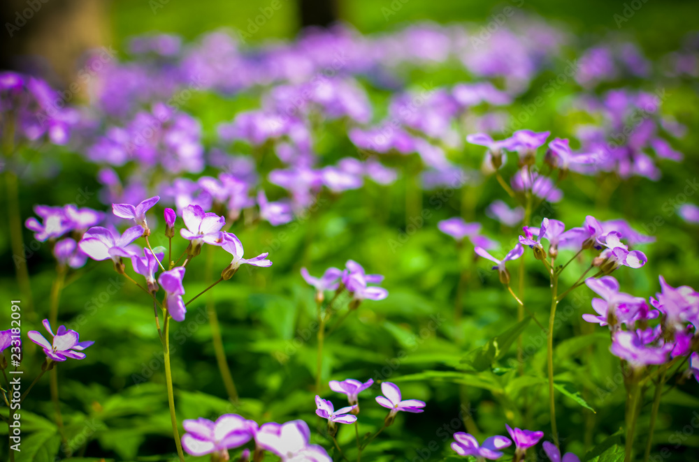 Forest floor in early spring with violet flowers of Dentaria quinquefolia