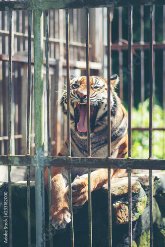 Bengal tiger in cage, Wildl...
