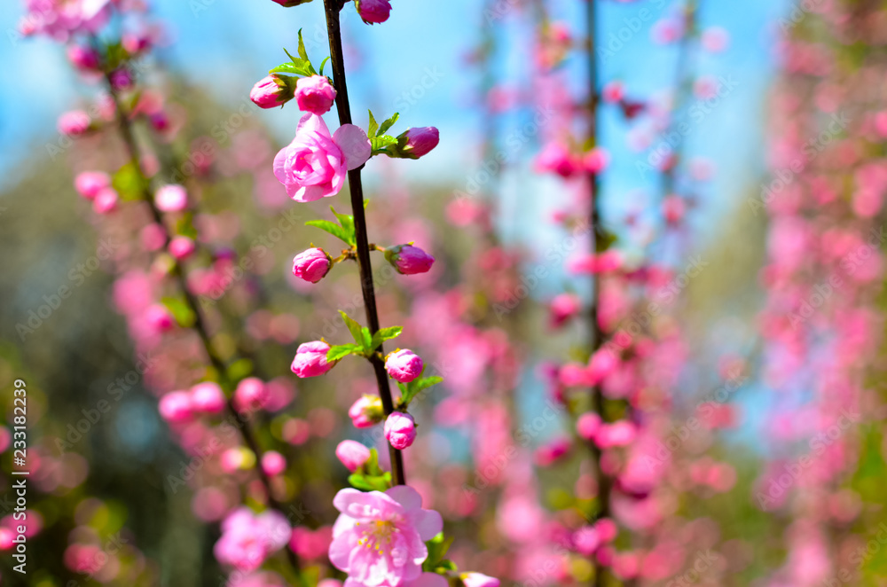 Branch with beautiful pink flowers of Amygdalus triloba bush Branch with beautiful pink flowers of Amygdalus triloba bush