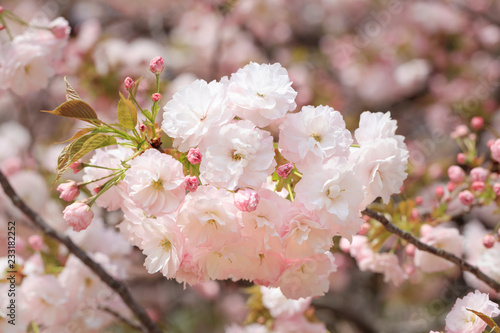 Double cherry blossoms in full bloom - Spring of Japan - photo