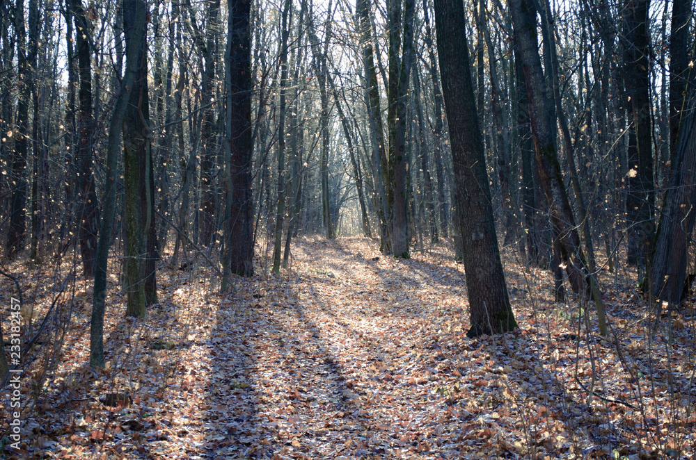 Obraz premium road in the forest