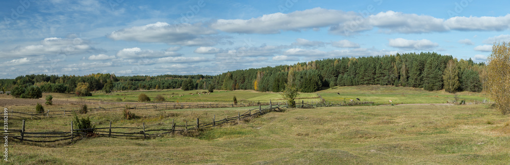 Pastures with old fences made of wooden pegs on which cows graze, bales of mown hay lie in the background of the forest and at the top blue sky with white clouds - the idyllic landscape of Podlasie, P