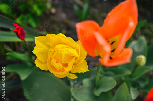 Wallpaper Mural Red and yellow tulips with selective focus Torontodigital.ca