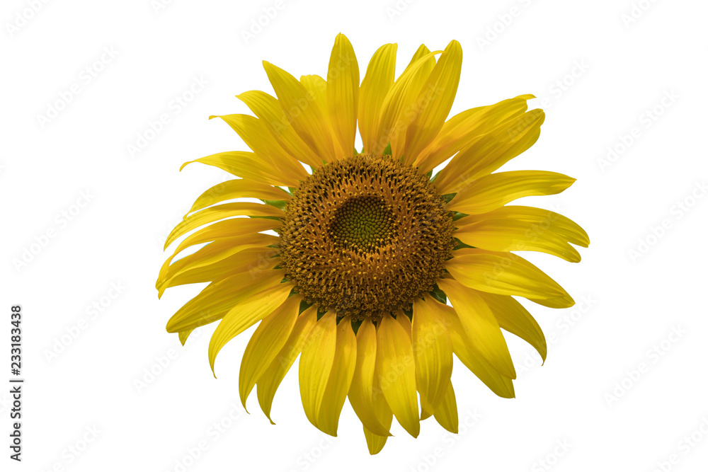 Naklejka premium Sun flower in isolate white background with clipping path.