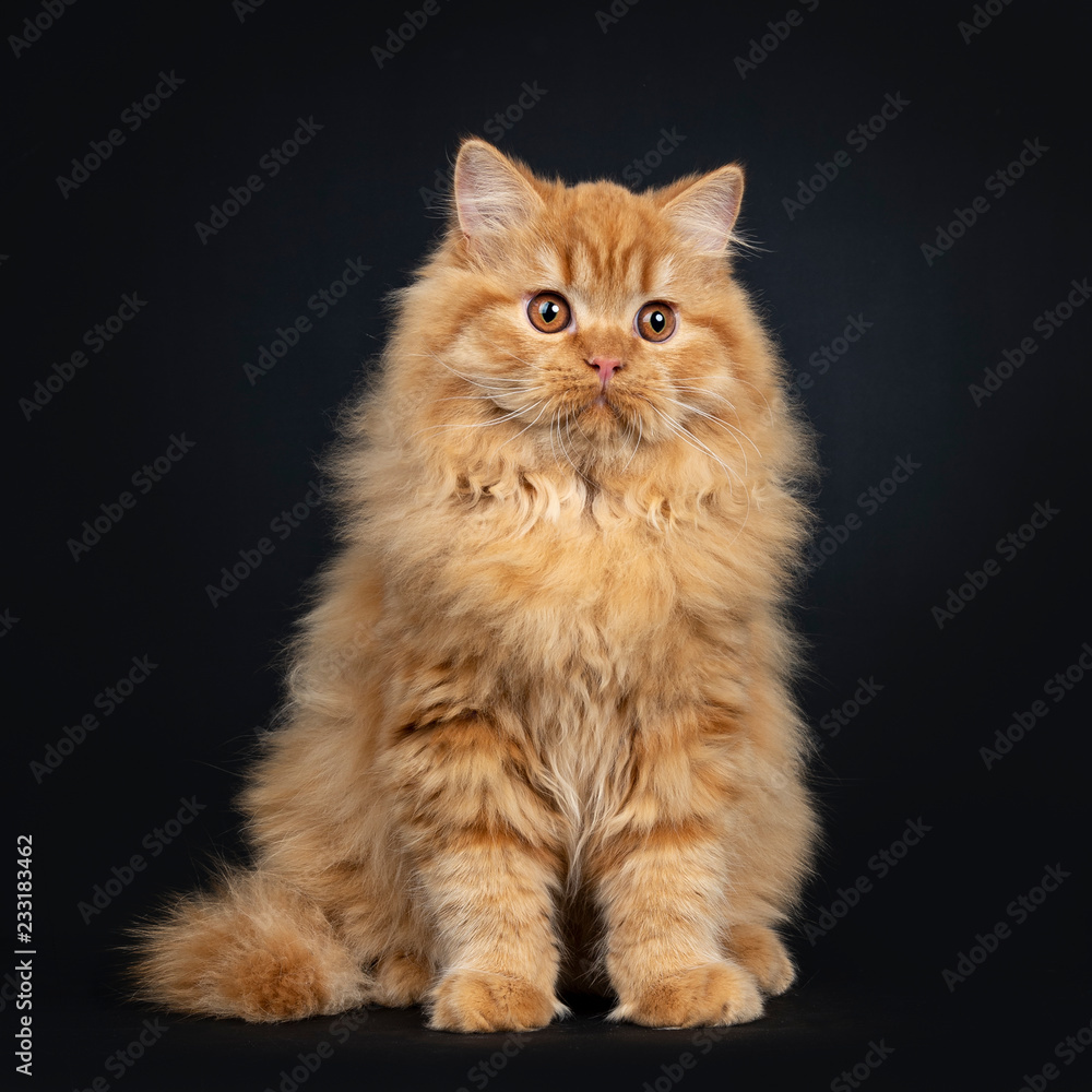 Gorgeous red British Longhair cat kitten sitting up front view with tail beside body, looking beside camera with orange eyes. Isolated on black background.