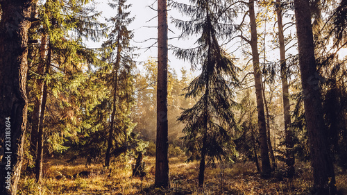 Fototapeta Naklejka Na Ścianę i Meble -  Autumn forest with beatiful falling sun rays in Saint Petersburg province Otradnoe