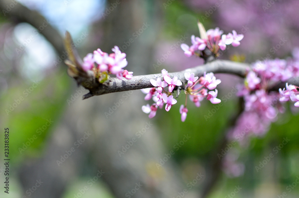 Purple Spring Blossom. Cercis Canadensis or Eastern Redbud Purple Spring Blossom. Cercis Canadensis or Eastern Redbud