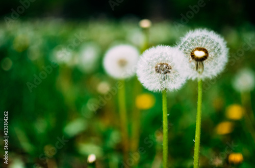 Dandelion seed outdoors in white and green colors