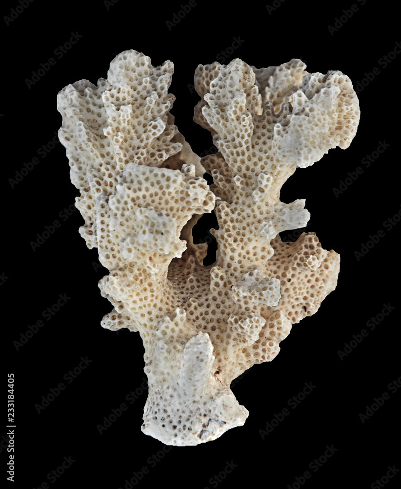 Naklejka premium coral isolated on black background