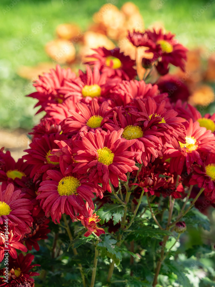 Chrysanthème d'hivers (Chrysanthemum grandiflorum) velours rouge Chrysanthème d'hivers (Chrysanthemum grandiflorum) velours rouge