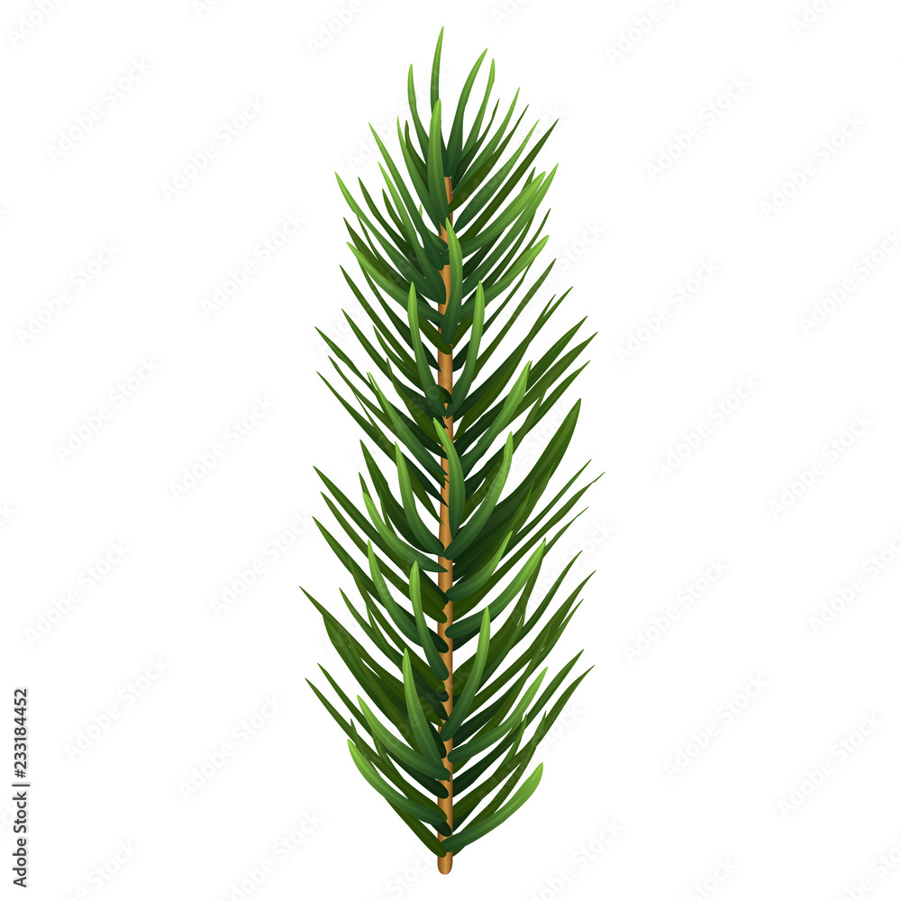 One single realistic spruce or pine branch leaf. Vector illustration. One single realistic spruce or pine branch leaf. Vector illustration.