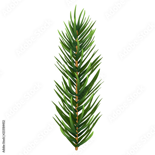 One single realistic spruce or pine branch leaf. Vector illustration.