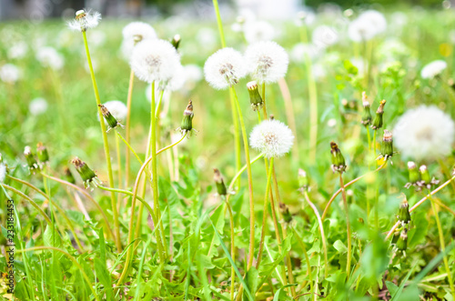 Dandelion seed outdoors in white and green colors