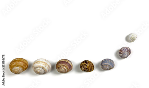 Seven Isolated Snail Shells