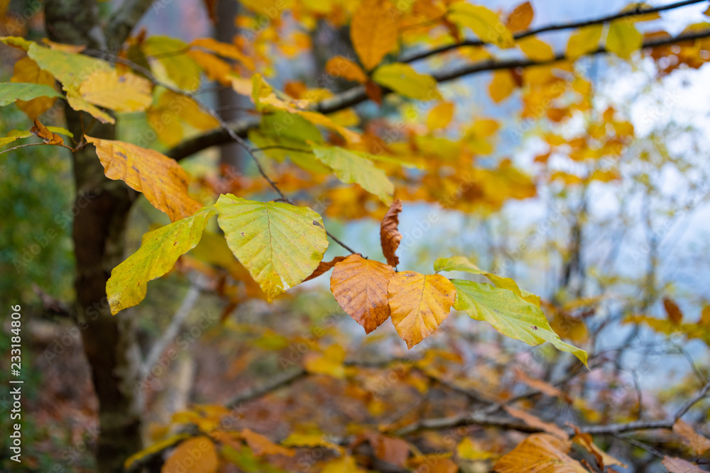 Obraz premium buntes Herbstlaub