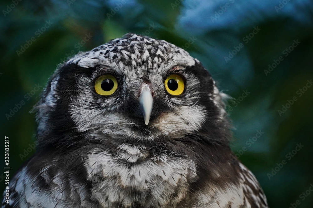 portrait of an hawk owl portrait of an hawk owl