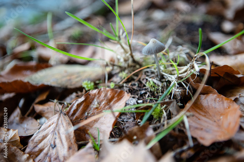Kleiner Pilz zwischen braunen Blättern am Waldboden