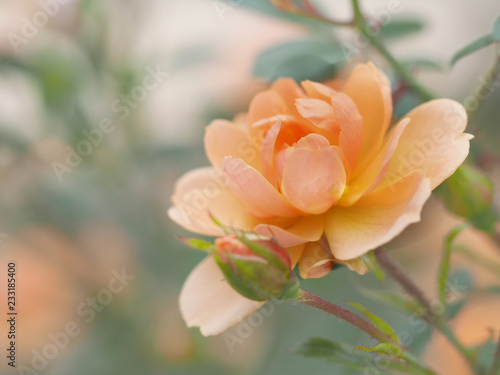 orange rose, isolated