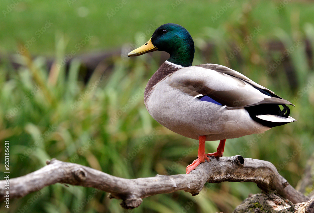 Fototapeta premium duck