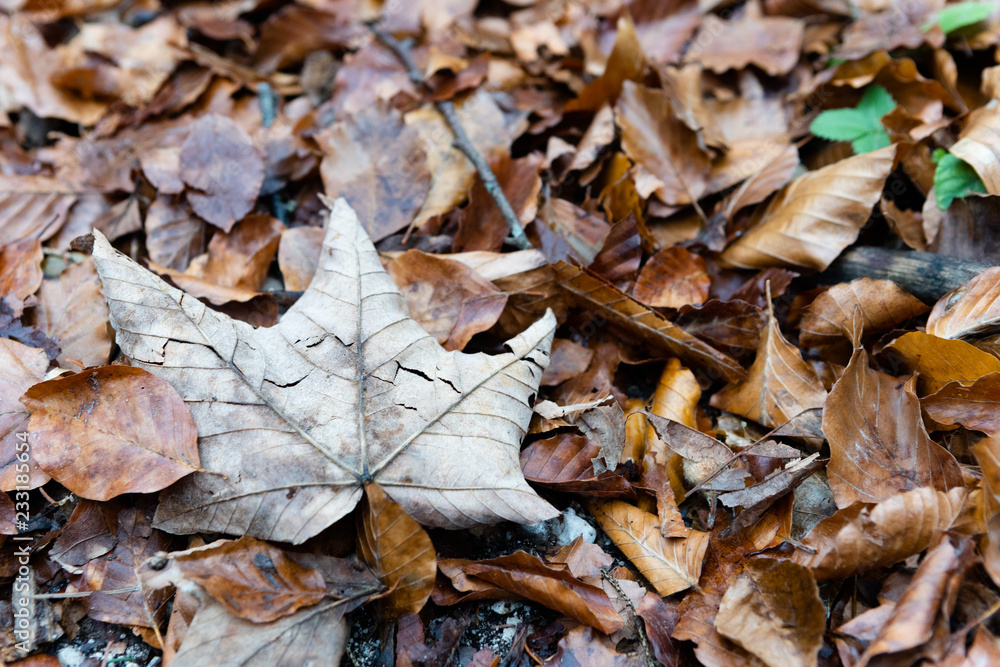 Ahornblatt und welkes Laub am Waldboden