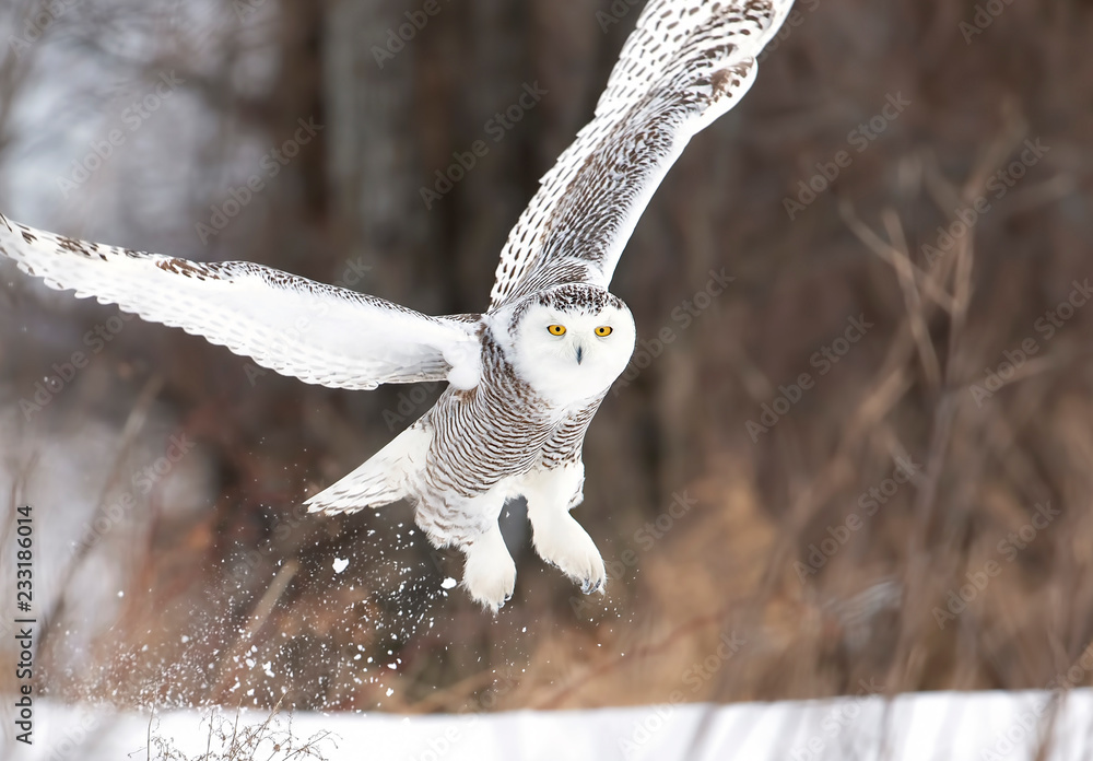 Obraz premium Snowy owl (Bubo scandiacus) taking off hunting over a snow covered field in Ottawa, Canada