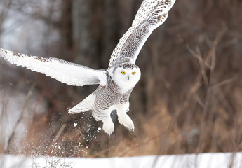 Wandcirkels Uil Sneeuwuil opstijgend boven besneeuwd veld  © Jim Cumming
