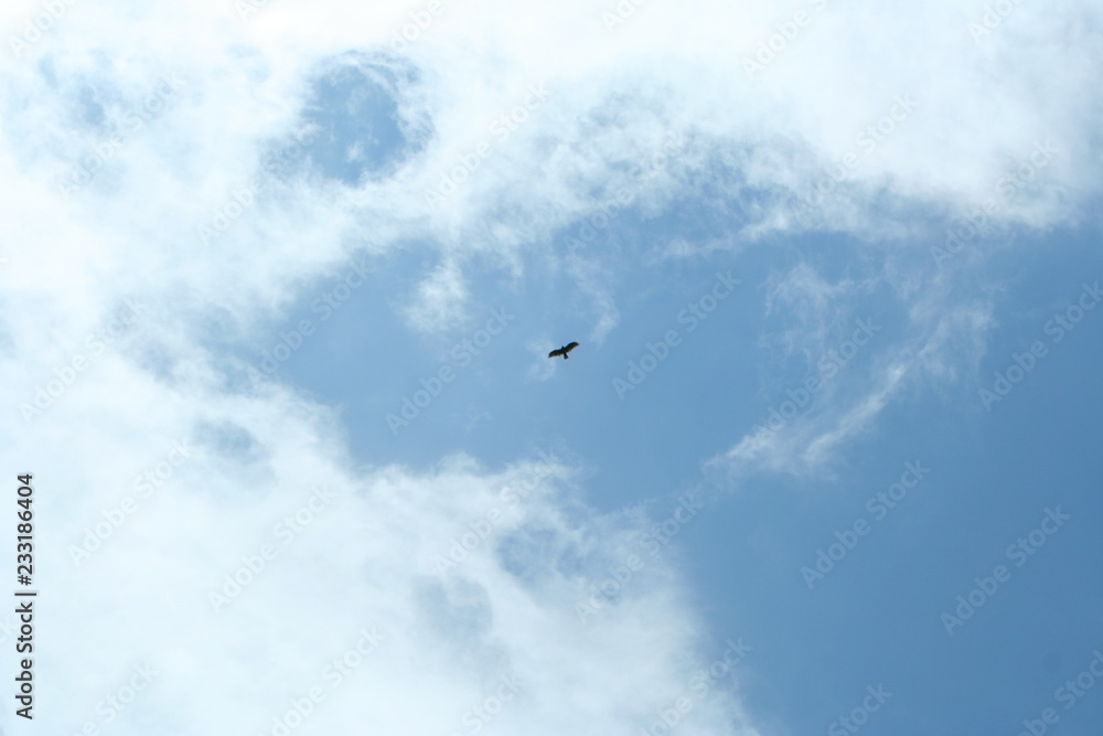 A kite in the sunny sky.