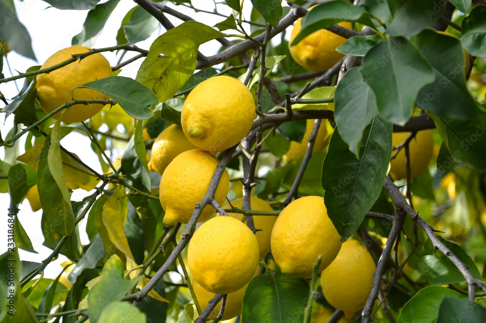 Beautiful wild lemons