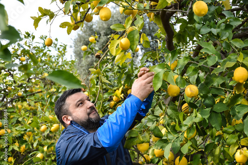 Lemon tree harvesting 