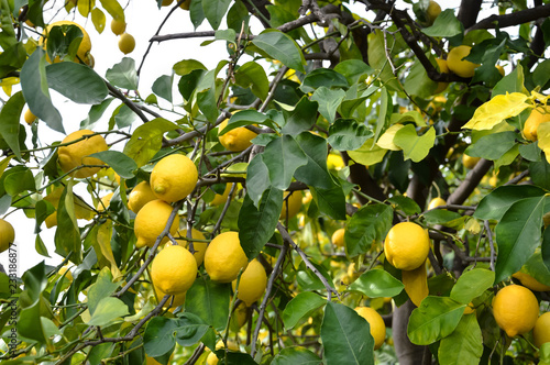 Juicy lemons in the wild