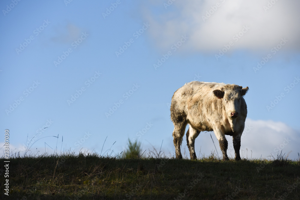 Fototapeta premium agriculture vache betail elevage viande lait animaux agricole