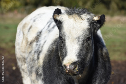 agriculture vache betail elevage viande lait animaux agricole