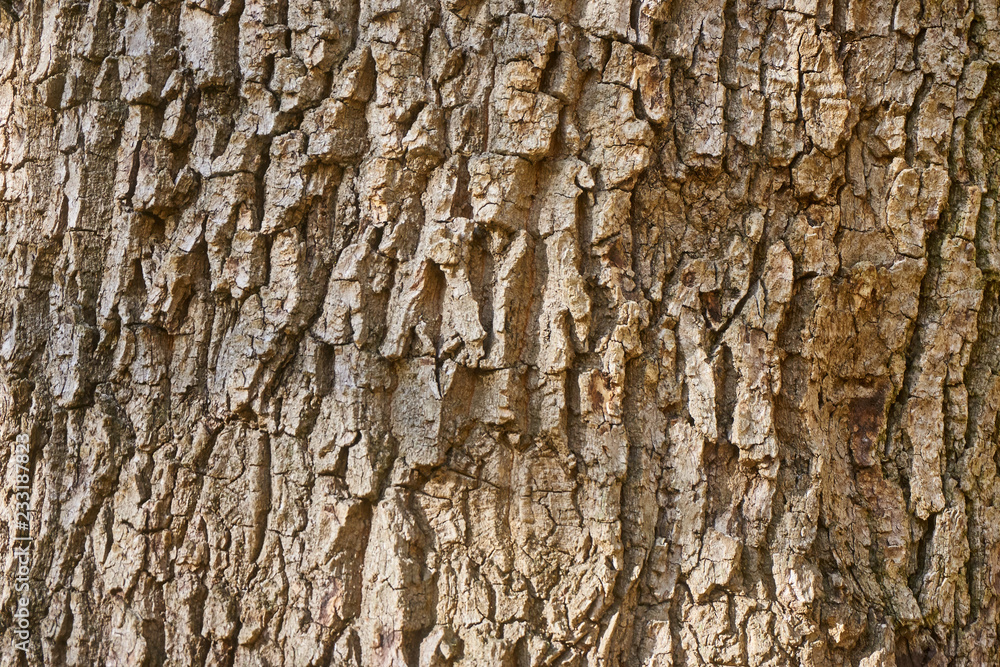 Fototapeta premium The cracked bark of an old tree in places covered with moss, like the original natural texture for the background. Natural tree bark with hues of brown yellow-green nature concept for design